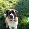 Marin & Sonoma Pet Waste Removal